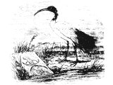 Sacred Ibis (Ibis religiosa). Heb. YaNShUPh (Lev.11, Deut.14, Is.34.11)